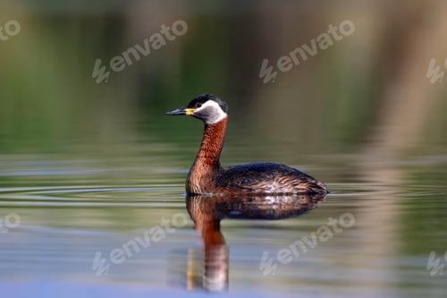 Preview: Swimming Bird. Bird: Green, Blue Nature Background. Red Necked Grebe. Podiceps Grisegena.