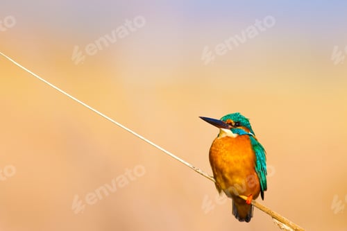 Preview: Cute Bird Kingfisher. Yellow Nature Background. Common Kingfisher Alcedo Atthis