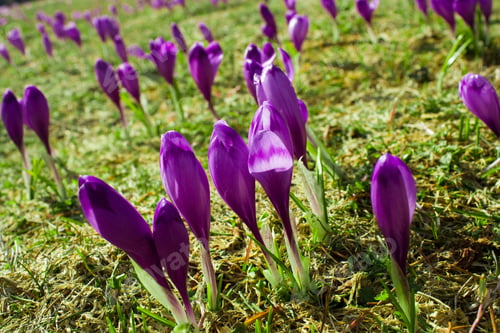 Preview: A Meadow With Crocus Flowers With Mountains In The Background