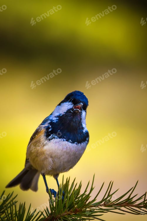 Preview: Forest And Cute Bird. Nature Background. Bird: Coal Tit. Periparus Ater.