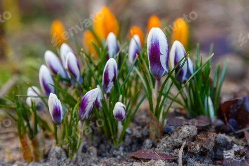 Preview: Beautiful Purple And White Striped Crocus Flowers In Spring Garden. Growing Early-Flowering Bulbs