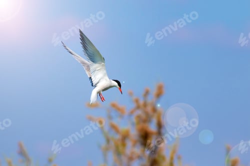 Preview: Flying Bird. Blue Sky Background. Artistic Bird Photography.