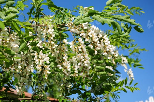 Preview: Blooming Acacia