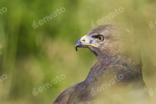 Preview: Bird Of Prey. Green Nature Background. Bird: Long Legged Buzzard. Buteo Rufinus.