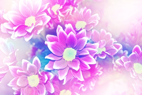 Vista previa: Summer Landscape. Flowering Branches Chrysanthemum. Beautiful Flowers