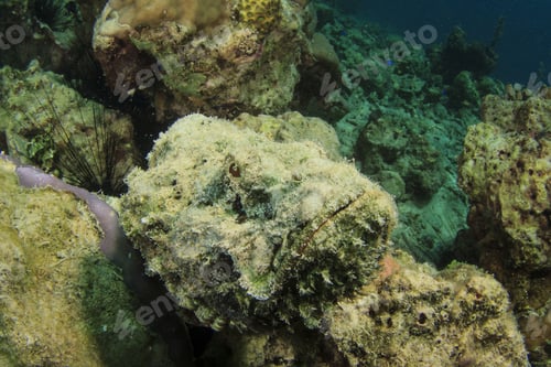 Preview: Devil Scorpionfish
