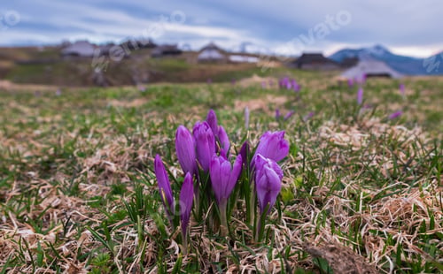 Preview: Spring Crocus At Velika Planina In Slovenia With Old Shepherd Cottages All Around.