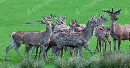 Preview: Deers On A Meadow