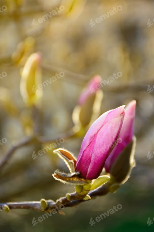 Preview: Purple Flowers Of Magnolia Tree Blossom. Lovely Springtime Background On A Bright Day