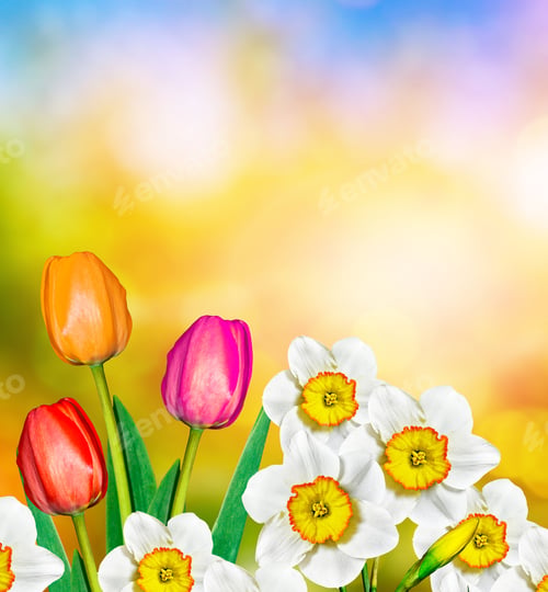 Preview: Bright And Colorful Spring Flowers Daffodils And Tulips
