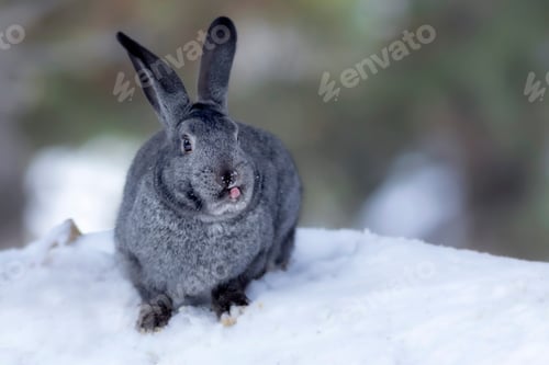 Preview: Rabbit. Winter Forest Nature Background.
