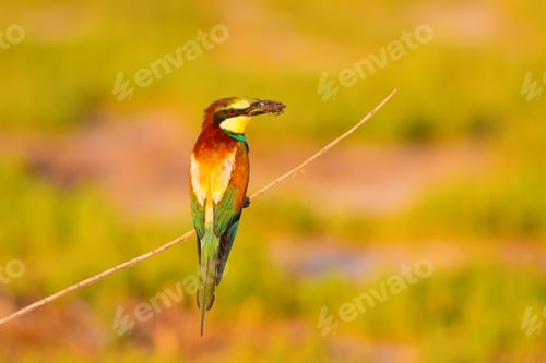 Preview: Colorful Bird. Warm Colors Nature Background. Bee Eater / Merops Apiaster