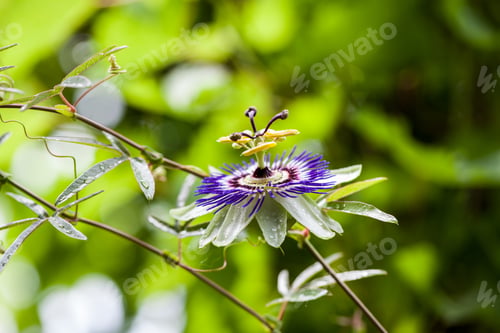 Preview: Passion Flower (Passiflora Incarnata) With Details
