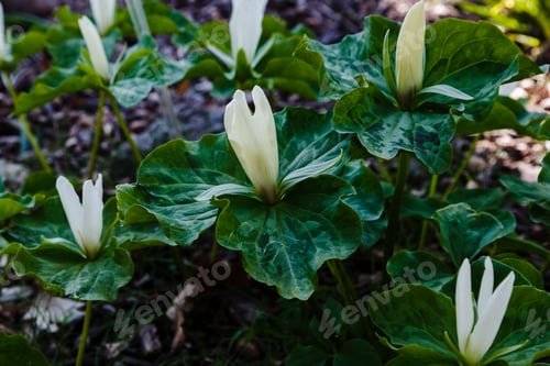 Preview: Trillium Flower In Spring Garden, Trillium Sessile, Sort Snow Queen