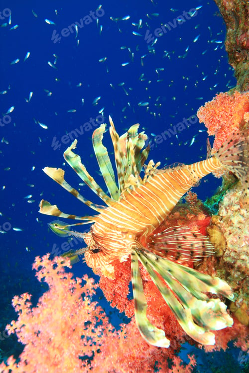 Preview: Lionfish And Glassfish