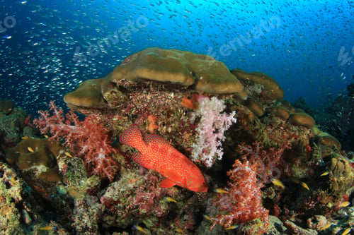 Preview: Coral And Fish Underwater In Ocean
