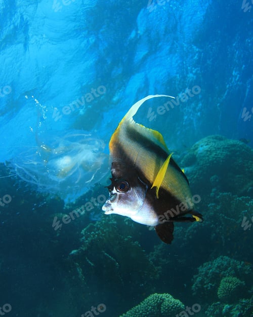 Preview: Red Sea Bannerfish (Heniochus Intermedius) Eating A Jellyfish