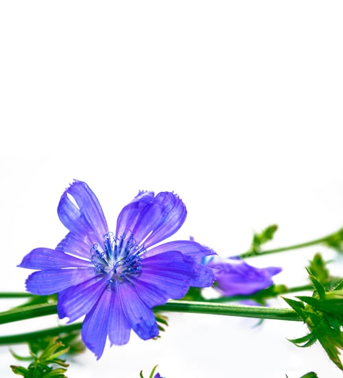 Preview: Chicory Flower With Leaf Isolated On White Background