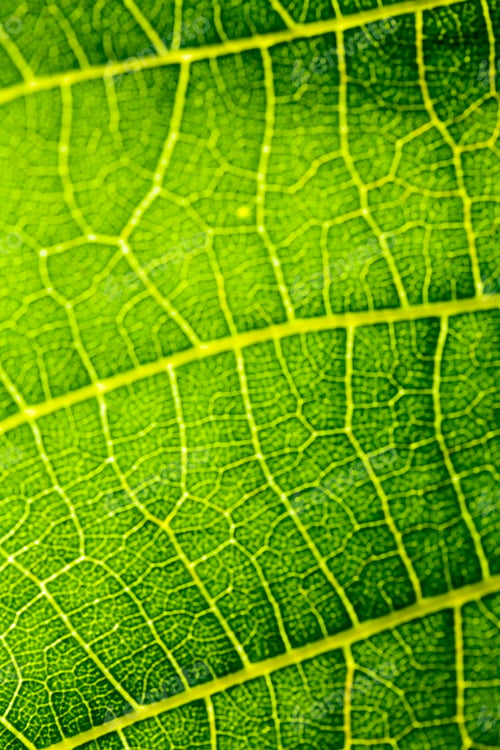 Preview: Green, Abstract Composition With Leaf Texture