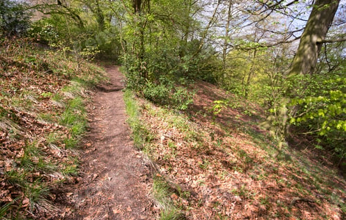 Preview: Woodland Path On A Sunny Day