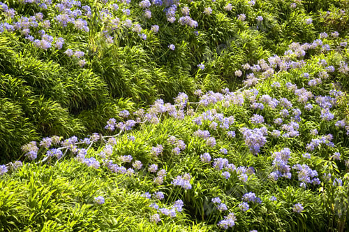 Preview: Scene In Portugal / Island Of Madeira