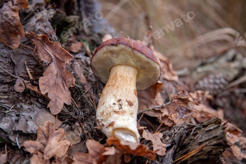 Preview: Close Up View Of Single Boletus Badius, Imleria Badia Or Bay Bolete On Old Wooden Hemp With Dry Oak