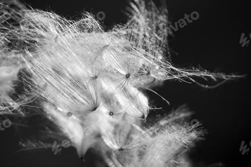 Preview: Black And White, Abstract Composition With Dried Plants Seeds. Looks Like Dandelion Seeds