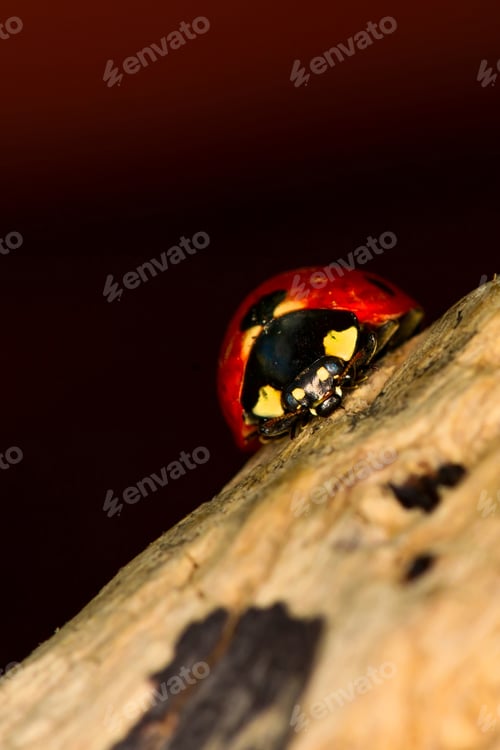 Preview: Cute Lady Bird. Natural Background. Ladybug.