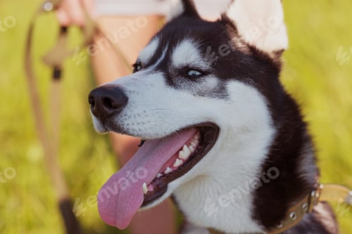 Preview: Husky Siberian Dog Happily Laughing And Smiling Outside In Vintage Tone