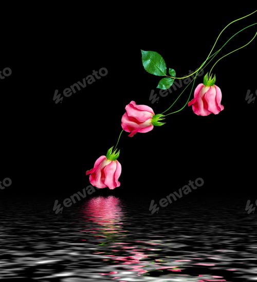 Preview: Flower Buds Of Roses Isolated On Black Background