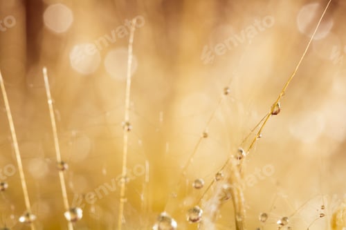 Preview: Dandelion Seeds With Water Drops On Colorful Background