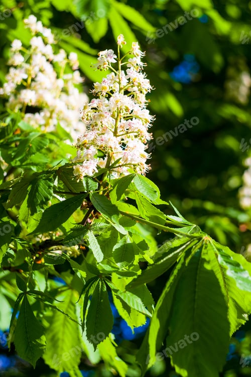Preview: Flowering Branches Of Chestnut Castanea Sativa Tree, And Blue Sky