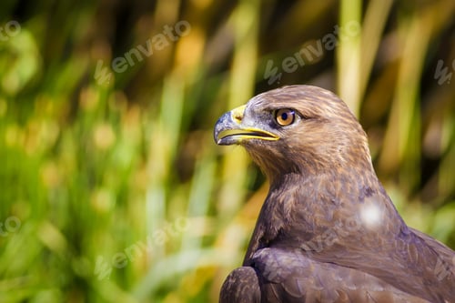 Preview: Bird Of Prey. Buzzard Portrait. Green Nature Background. Bird: Long Legged Buzzard. Buteo Rufinus.