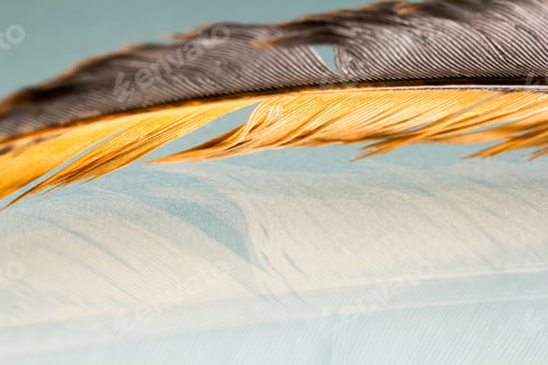 Preview: Colorful Hen Feather With Details And Reflexions