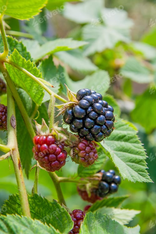 Preview: Red And Black Wild Blackberries Bushes And Branches On Green Leaves Background In The Garden During