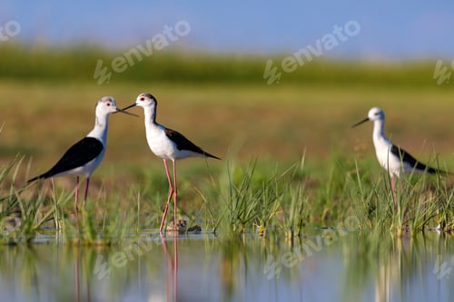 Preview: Beautiful Water Bird. Black Winged Stilt. Green Nature Habitat Background.