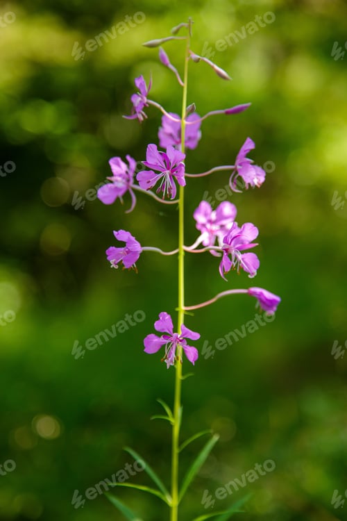 Preview: Chamaenerion Angustifolium In Natural Background. Fireweed Or Great Willowherb Or Rosebay