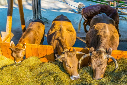 Preview: Cows Are Grazing In Schonbrunn Tiergarten In Vienna, Austria