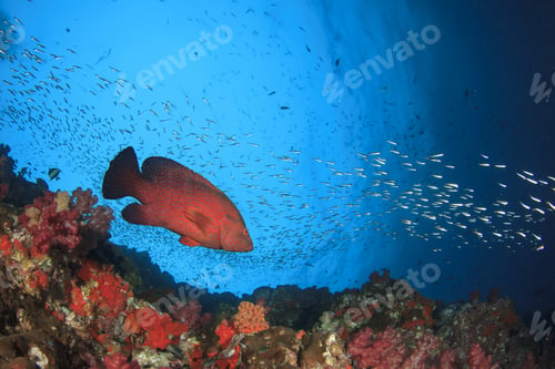 Preview: Underwater Fish And Coral Reef In Ocean