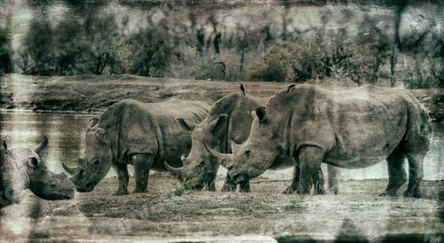 Preview: Vanishing Africa: Vintage Style Image Of White Rhinoceroses In Hlane National Park, Swaziland