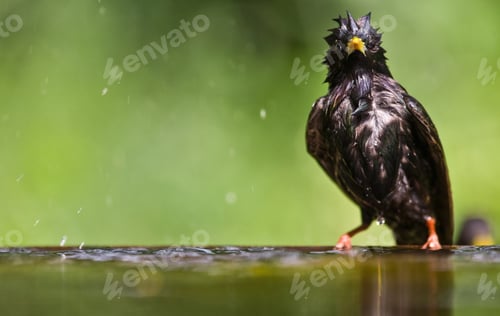 Preview: Common Starling (Sturnus Vulgaris) At A Small Pond