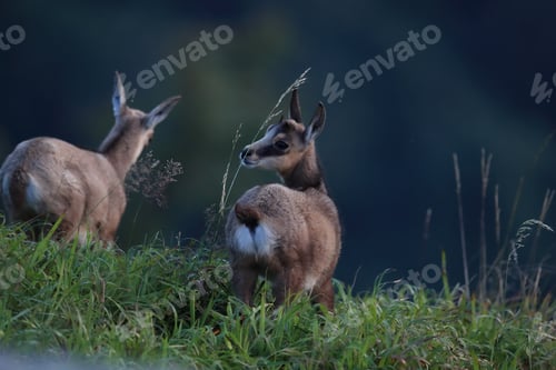 Preview: Chamois (Rupicapra Rupicapra) Vosges Mountains, France