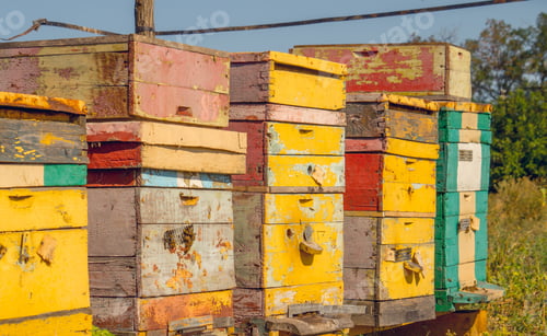 Preview: Bee Hives Under The Bright Summer Sun