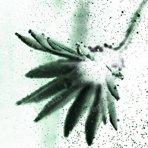 Preview: Abstract Underwater Composition With Dried Flower, Bubbles And Light