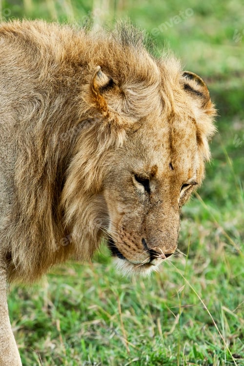 Preview: Male African Lion In The Maasai Mara, Kenya