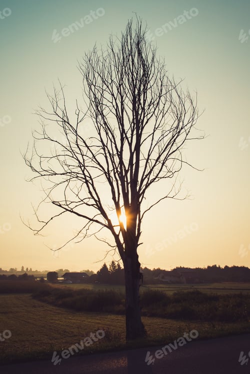 Preview: Dead Tree At Sunrise
