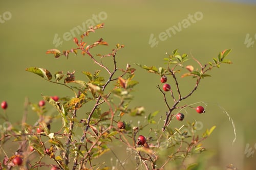 Preview: Dog Rose (Rosa Canina) Branches With Ripe Fruits