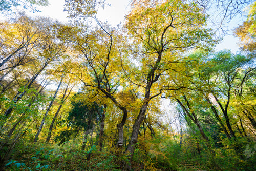 Preview: Beautiful Autumn Landscape In Vanadzor'S Botanical Garden