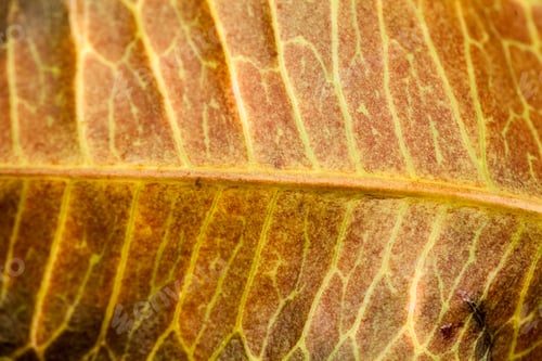 Preview: Codiaeum Leaves With Beautiful Vein And Details