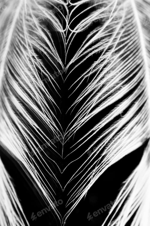 Preview: Guinea Hen Feather With Dark Background